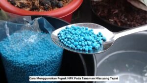 Cara Menggunakan Pupuk NPK Pada Tanaman Hias