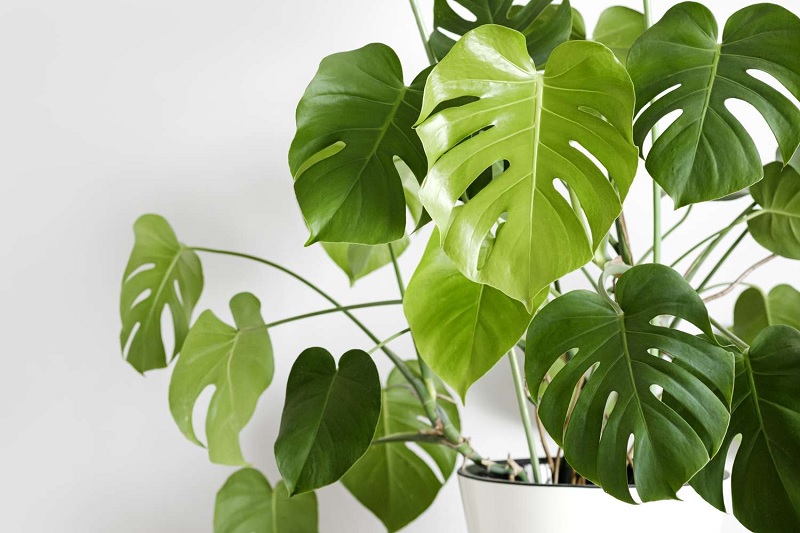 Keunikan Daun Monstera