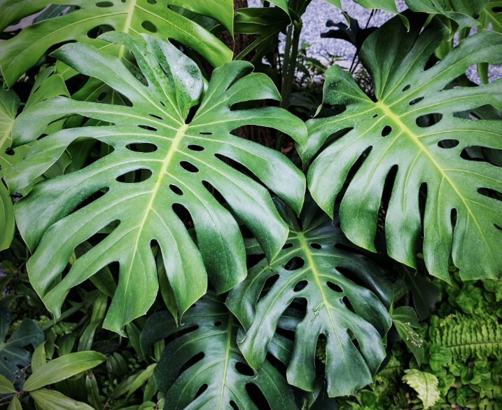 monstera